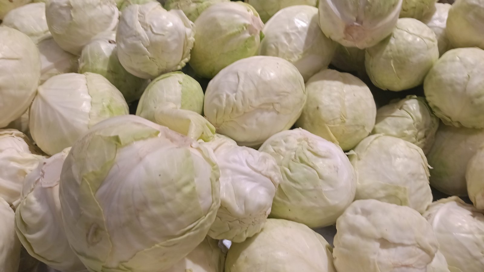 Fresh Cabbage
